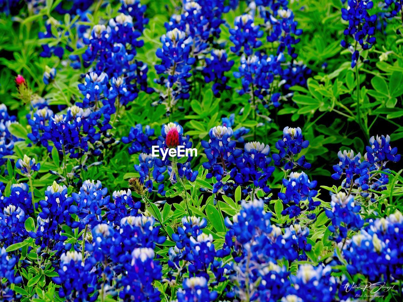 Full frame shot of purple flowering plants in park