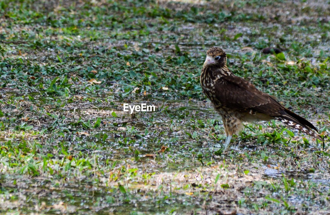 CLOSE-UP OF EAGLE ON GRASS