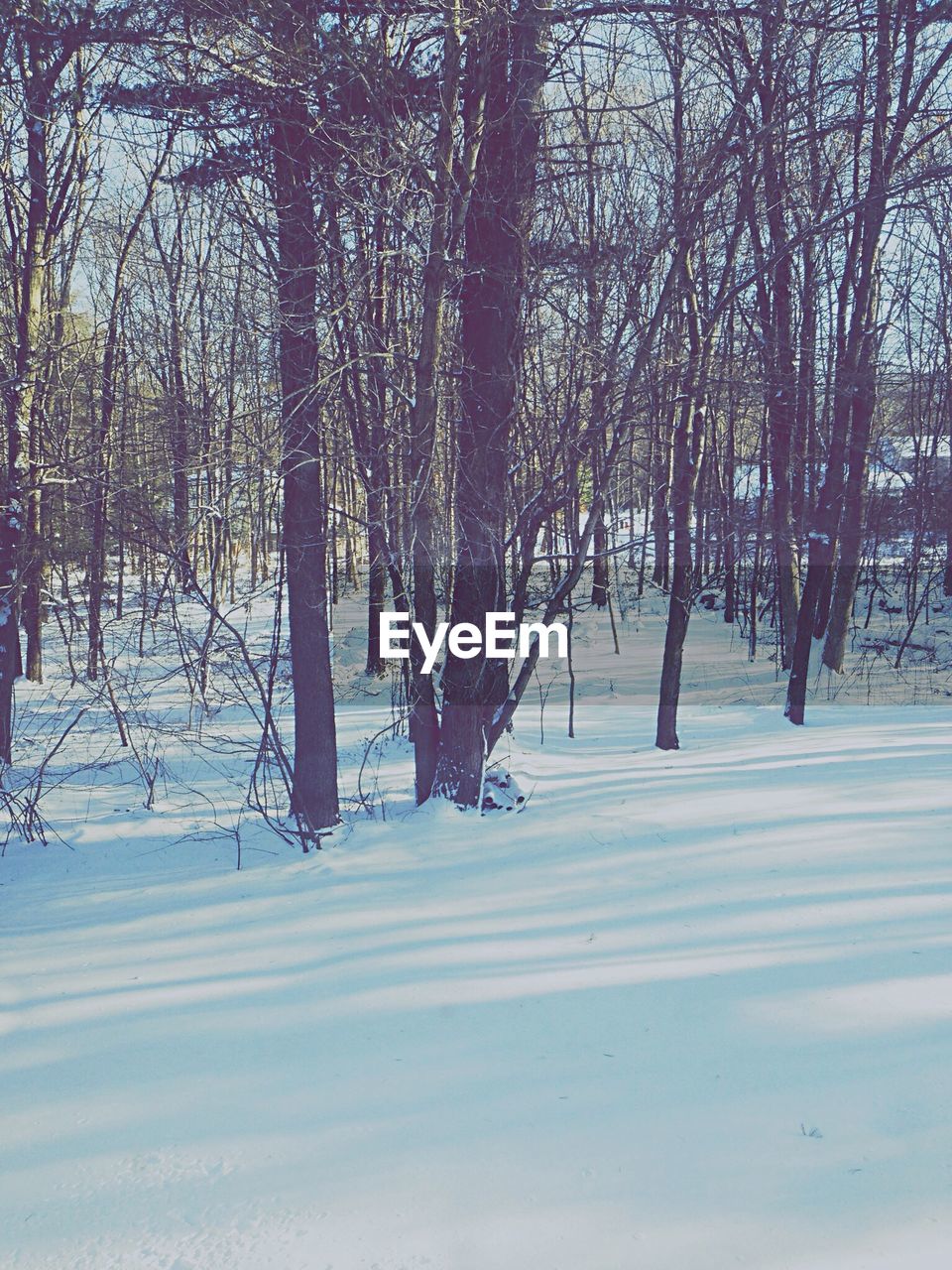 Bare trees on snow covered landscape