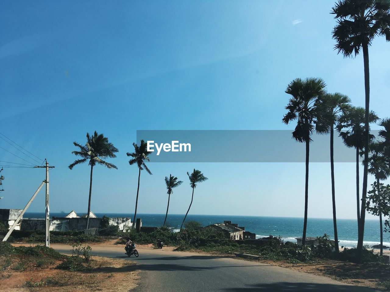 Palm trees on beach