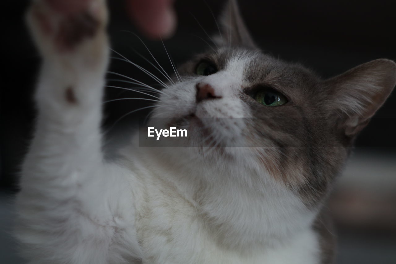 CLOSE-UP OF CAT LOOKING AT CAMERA