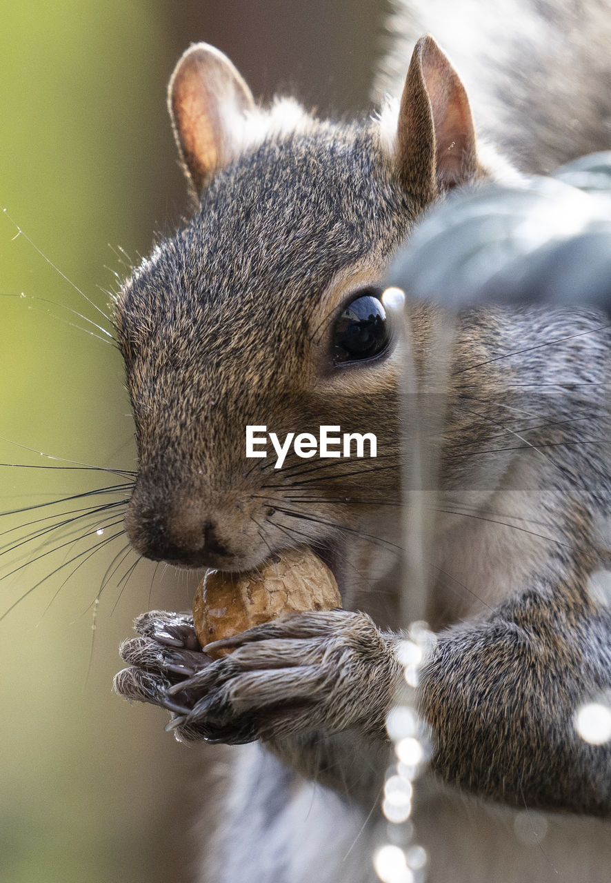 Squirrel on the fountain with a peanut