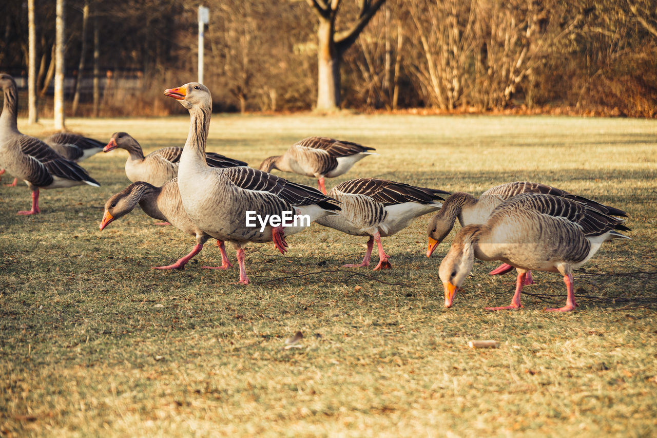 animal themes, animal, bird, animal wildlife, group of animals, wildlife, water bird, ducks, geese and swans, goose, duck, nature, no people, land, fowl, field, plant, day, outdoors, large group of animals, grass, greylag goose, tree