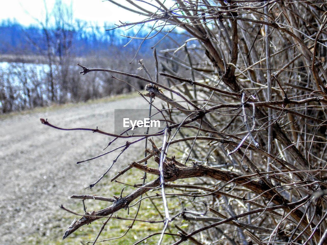 CLOSE-UP OF BARE TREES