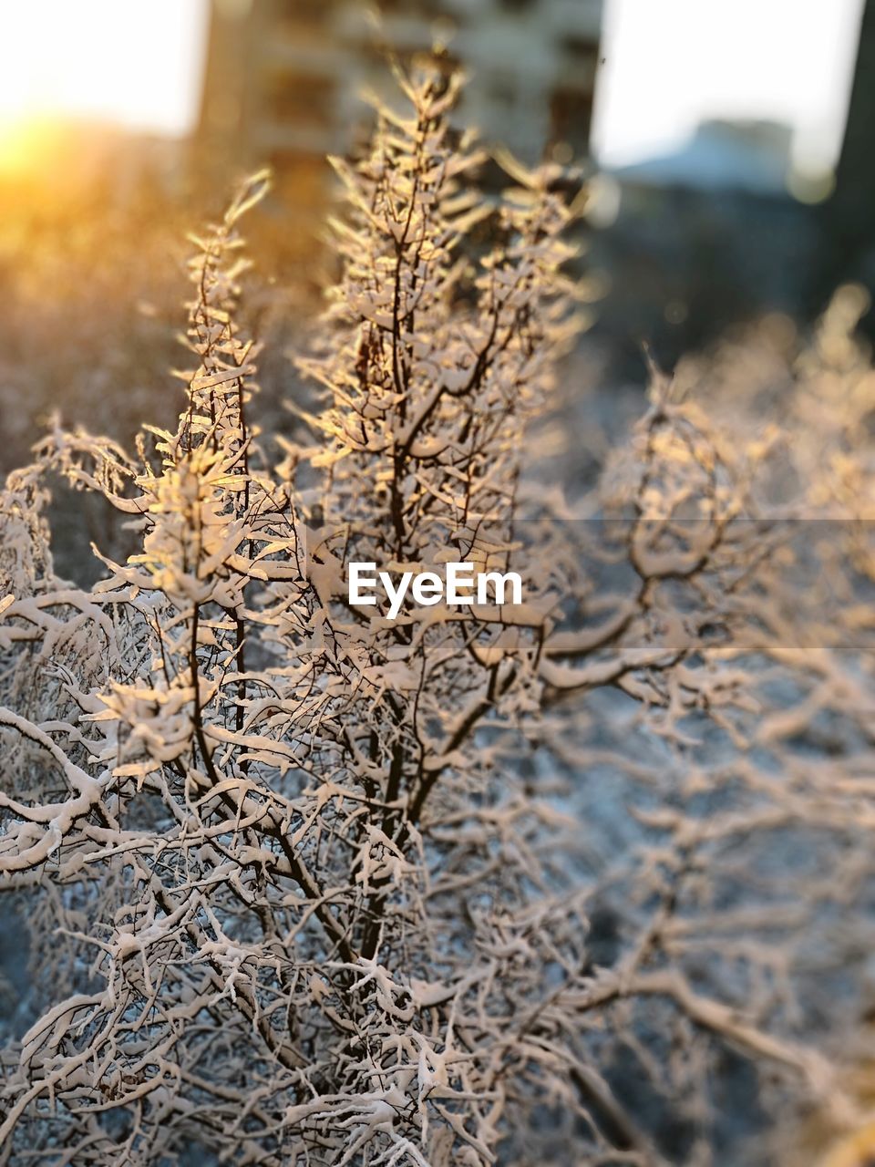 CLOSE-UP OF FROZEN PLANTS ON FIELD