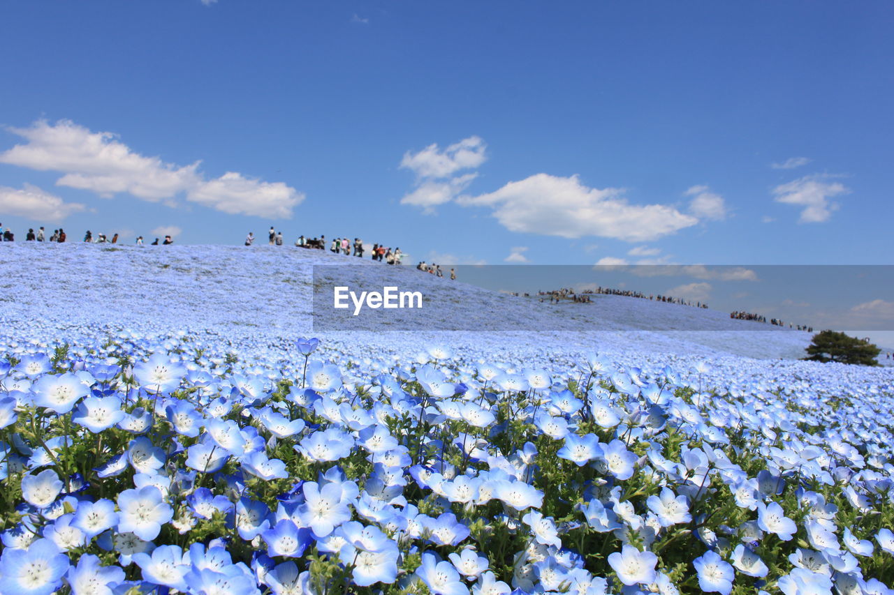 Scenic view of white flowers on field against sky
