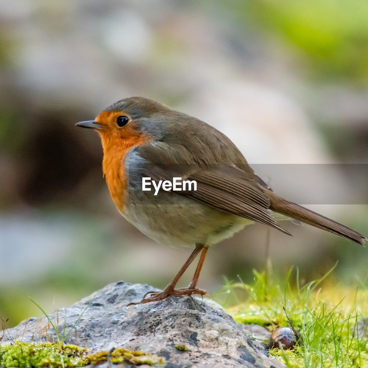 Close-up of bird perching