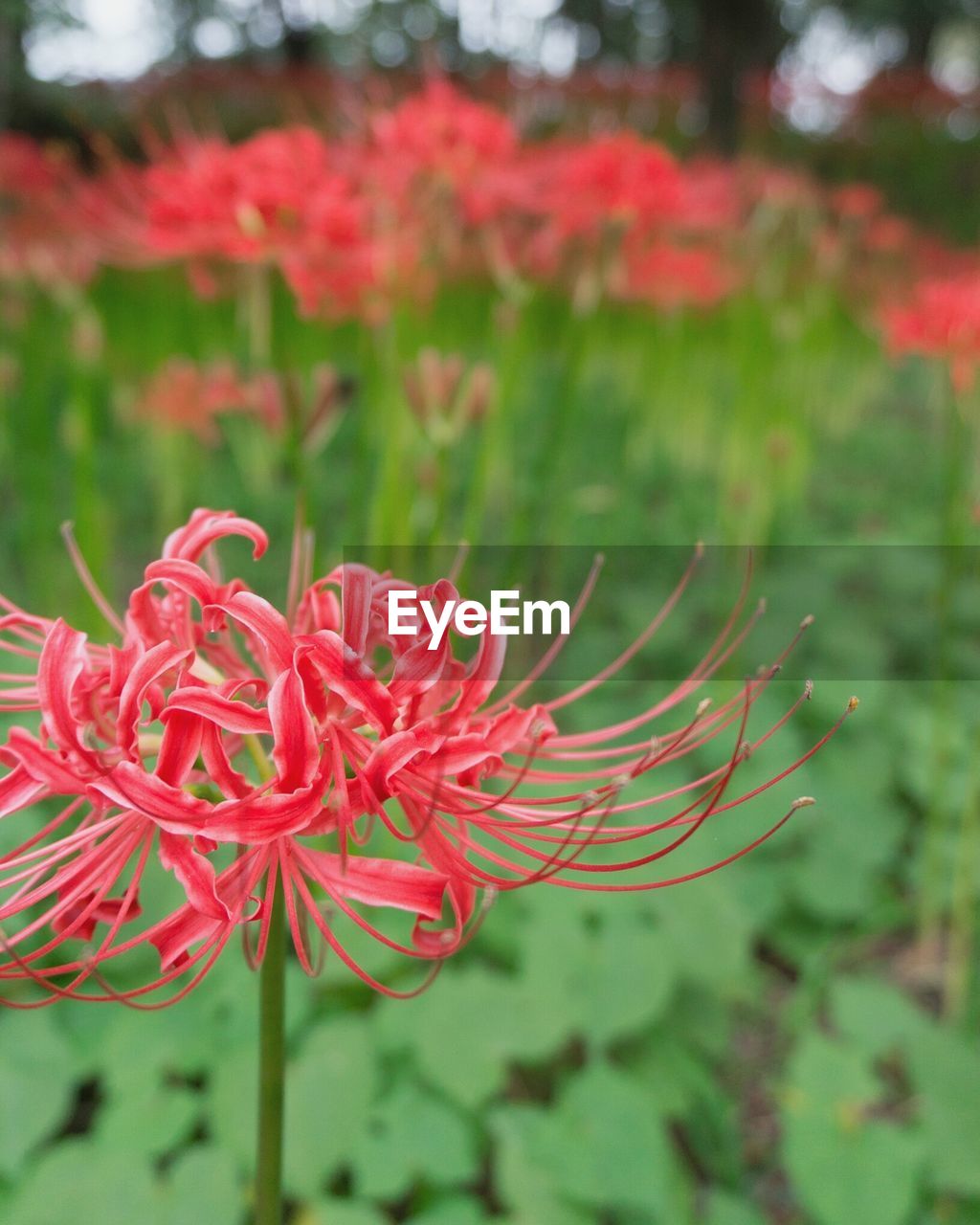 CLOSE-UP OF RED FLOWER BLOOMING