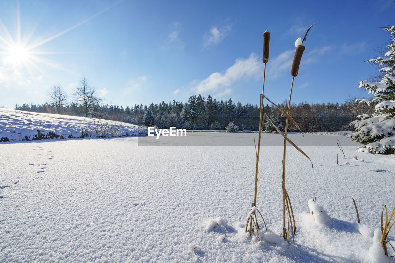 snow, cold temperature, winter, nature, sky, scenics - nature, tree, environment, landscape, beauty in nature, sunlight, plant, tranquil scene, land, frozen, tranquility, no people, blue, coniferous tree, non-urban scene, day, mountain, piste, white, pinaceae, pine tree, forest, freezing, pine woodland, outdoors, rural scene, cloud, sun, idyllic, sunny, deep snow, remote, ice, ski equipment, field