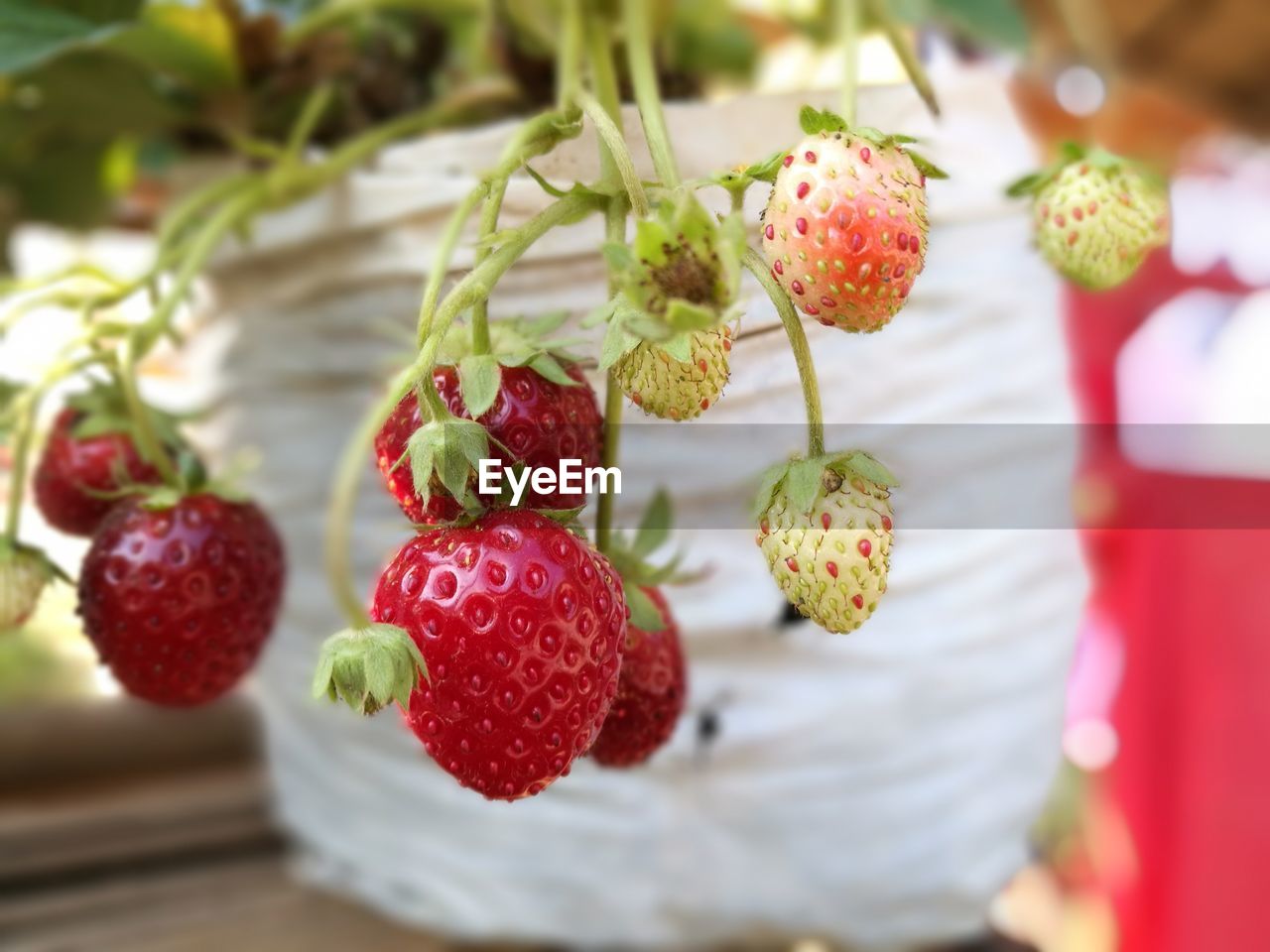 Close-up of strawberries growing on plant