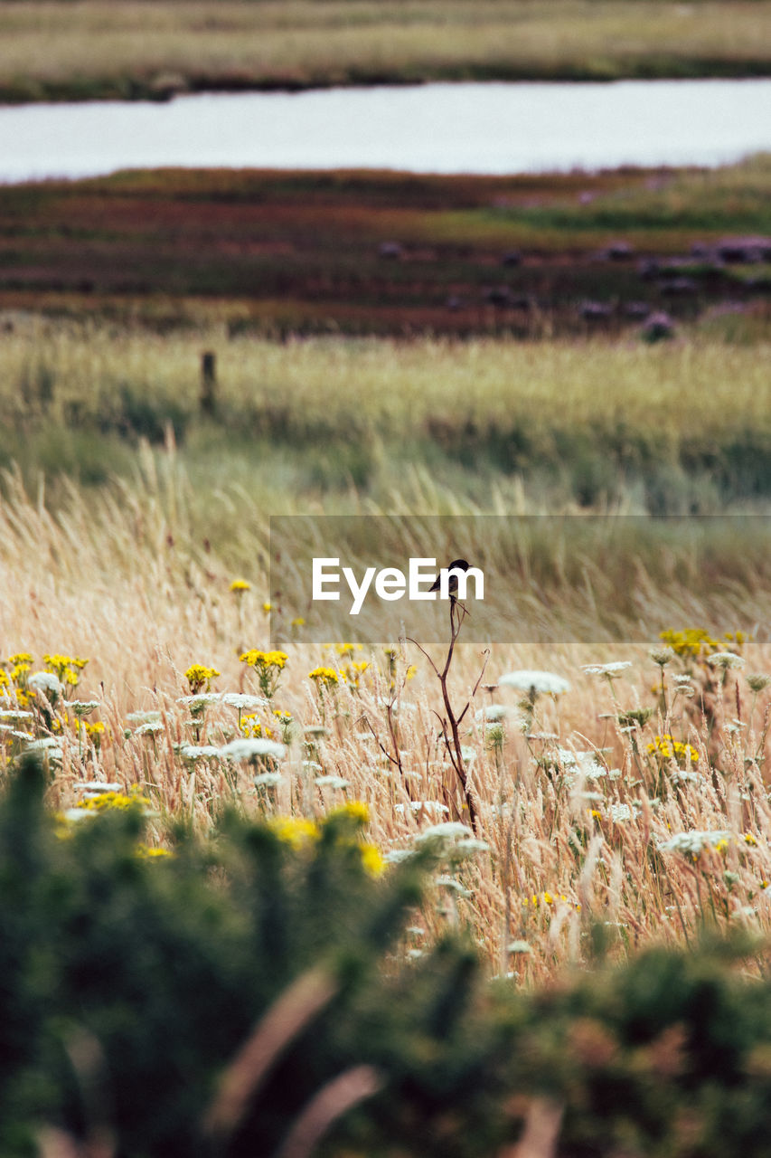 nature, grass, animal wildlife, animal, animal themes, natural environment, plant, prairie, wildlife, flower, no people, grassland, bird, one animal, autumn, landscape, environment, field, wetland, wilderness, beauty in nature, rural area, land, selective focus, marsh, leaf, day, outdoors, meadow, scenics - nature, tranquility, tranquil scene
