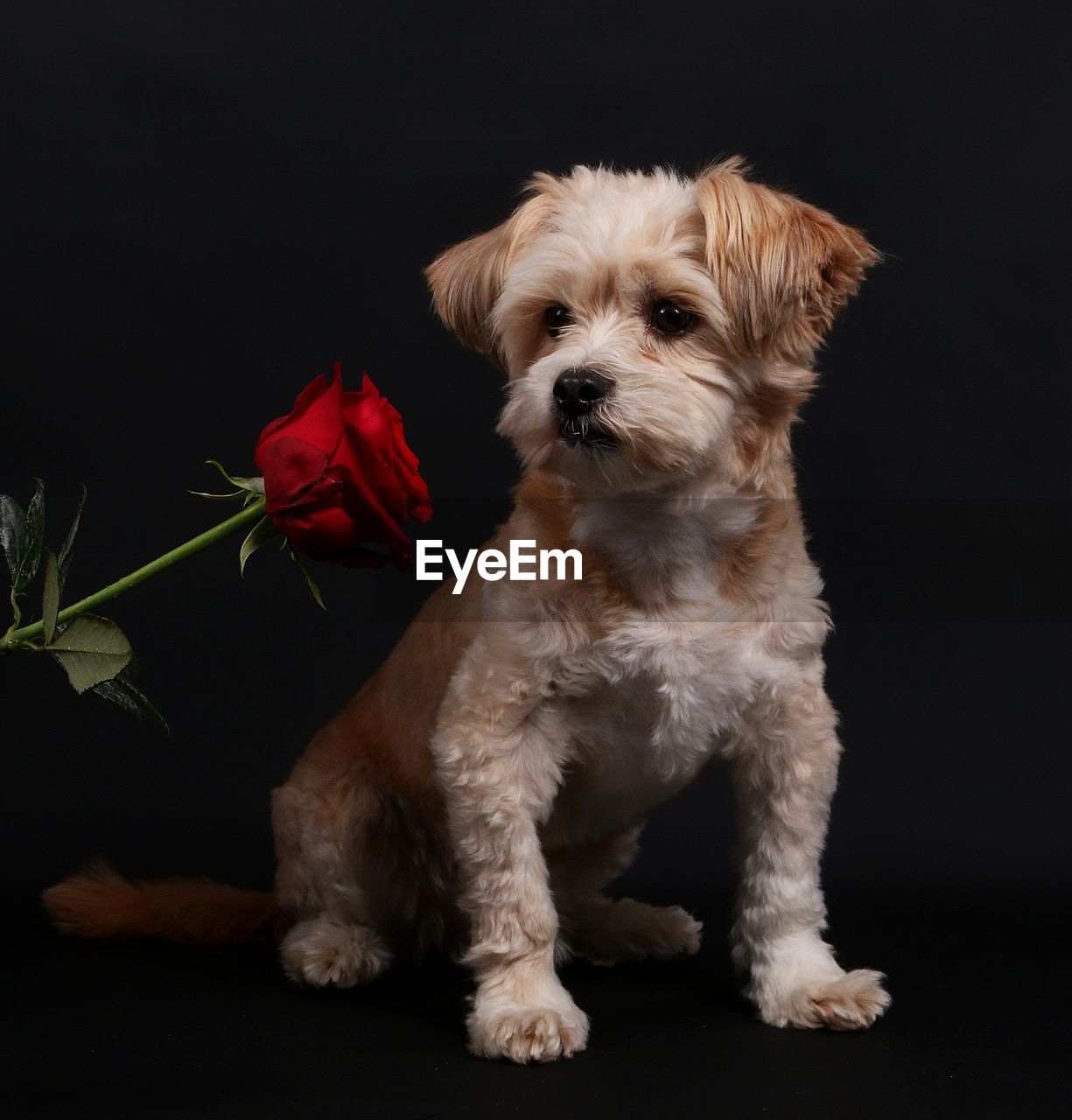 PORTRAIT OF PUPPY SITTING ON BLACK BACKGROUND