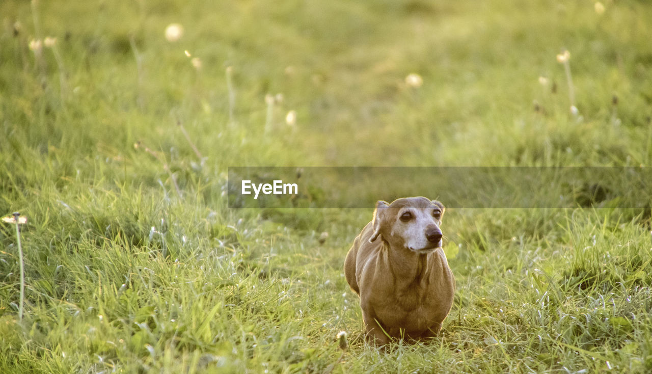 VIEW OF DOG SITTING ON GRASS