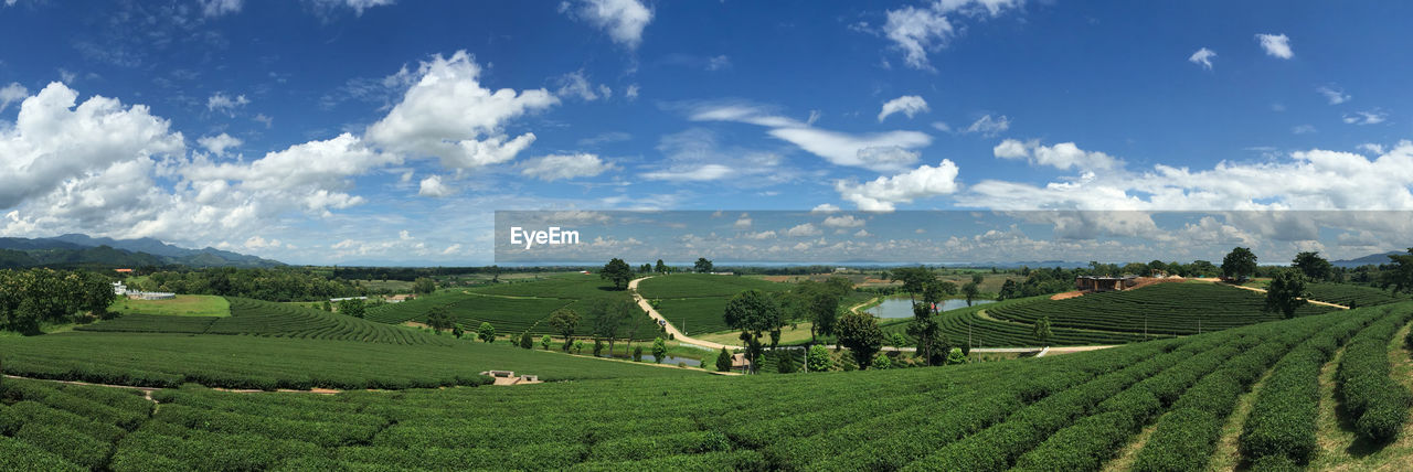 PANORAMIC VIEW OF AGRICULTURAL FIELD