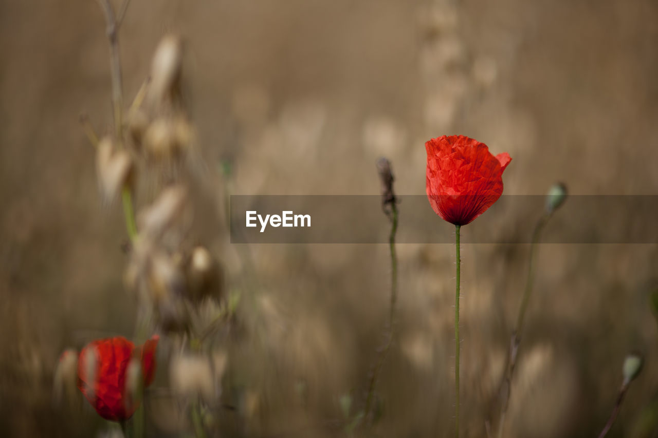 Close-up of red poppy flowers growing on field