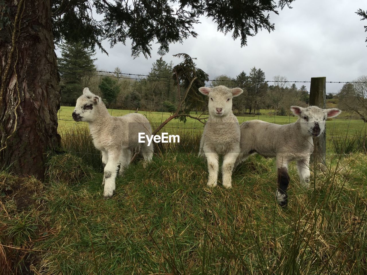 SHEEP ON GRASSY FIELD