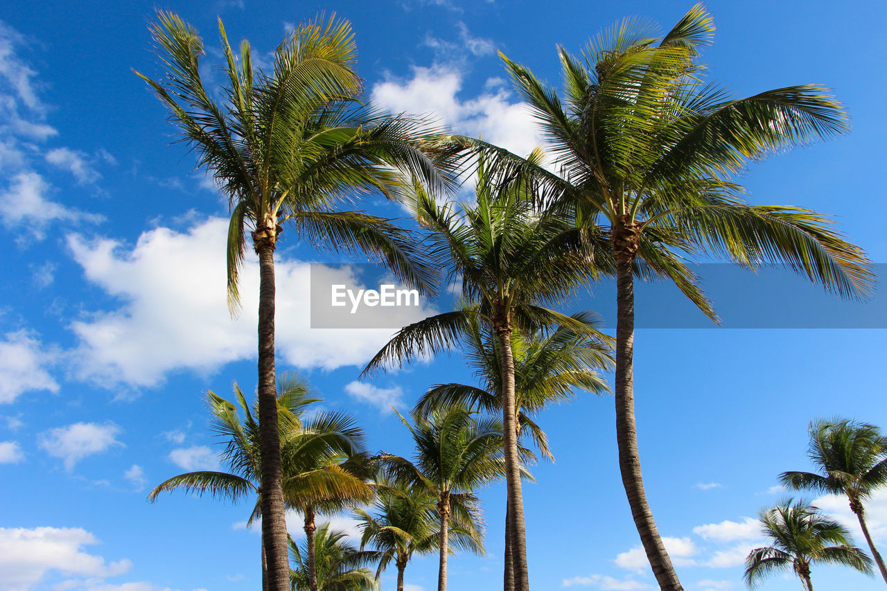 Low angle view of palm trees growing against blue sky