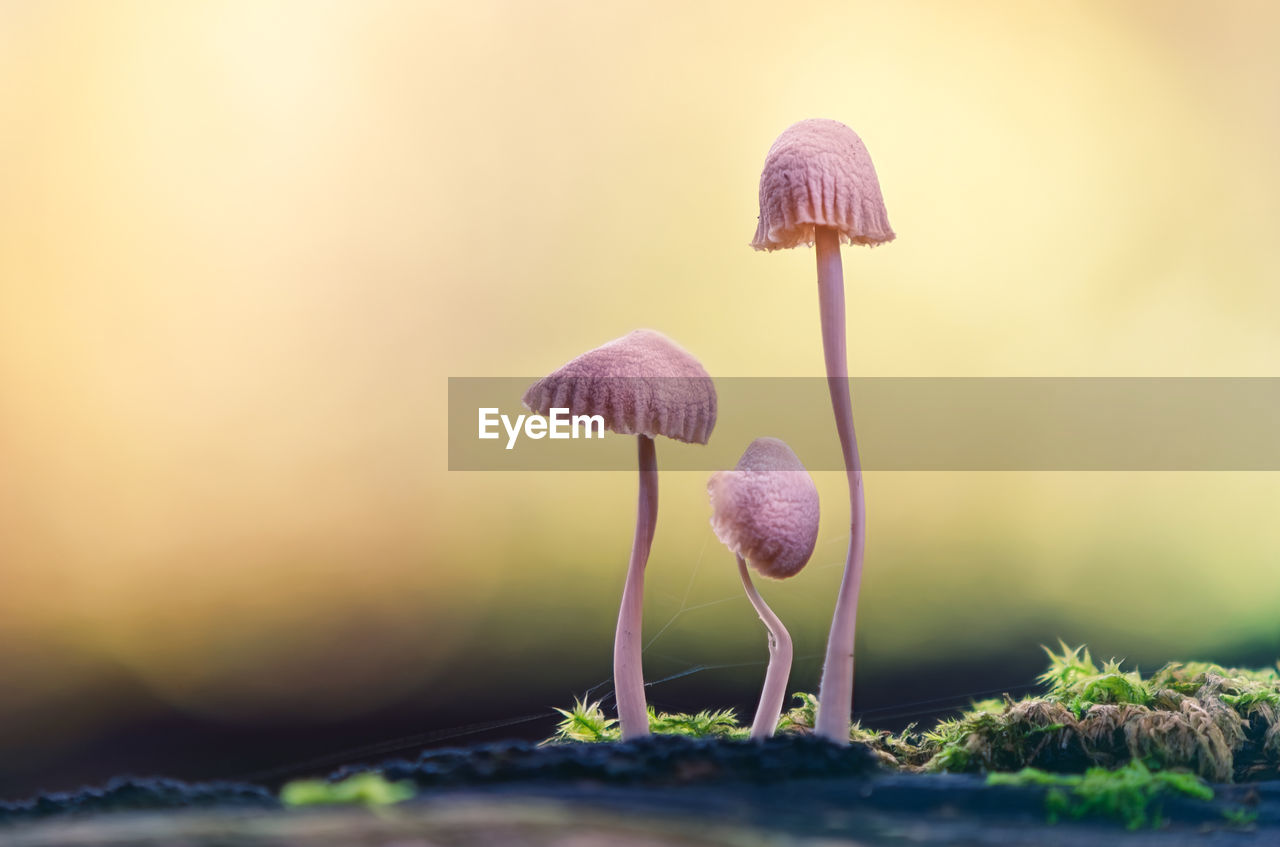 Three colourful mushrooms