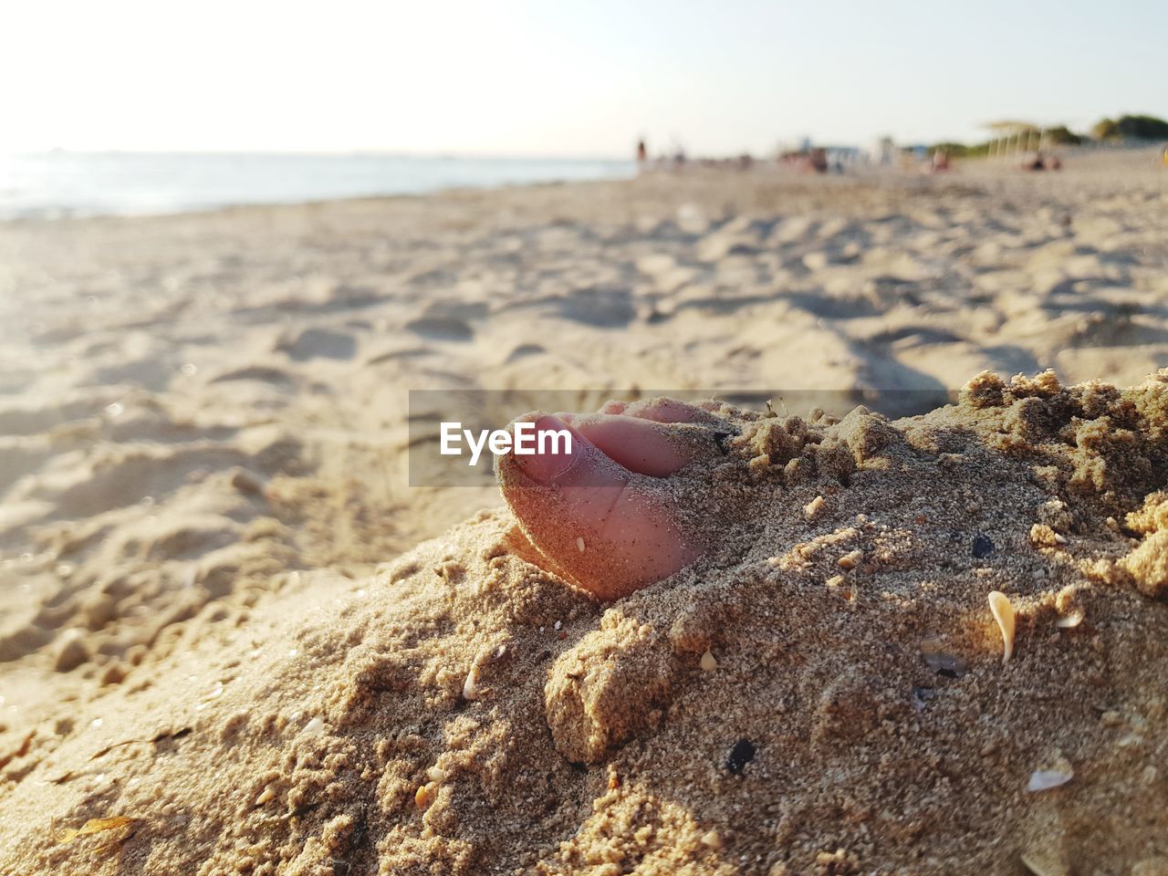 CLOSE-UP OF SEASHELL ON SAND