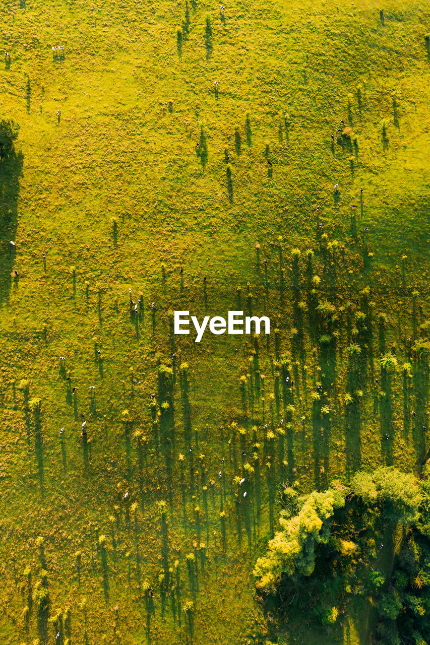 High angle view of meadow