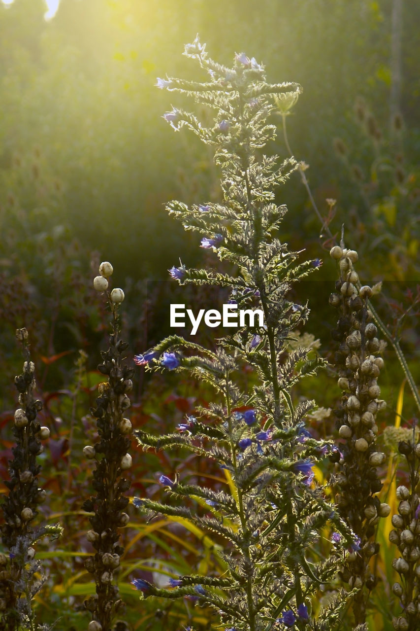 Plants growing on field during sunny day