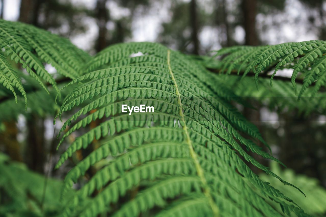 CLOSE-UP OF WET GREEN LEAVES