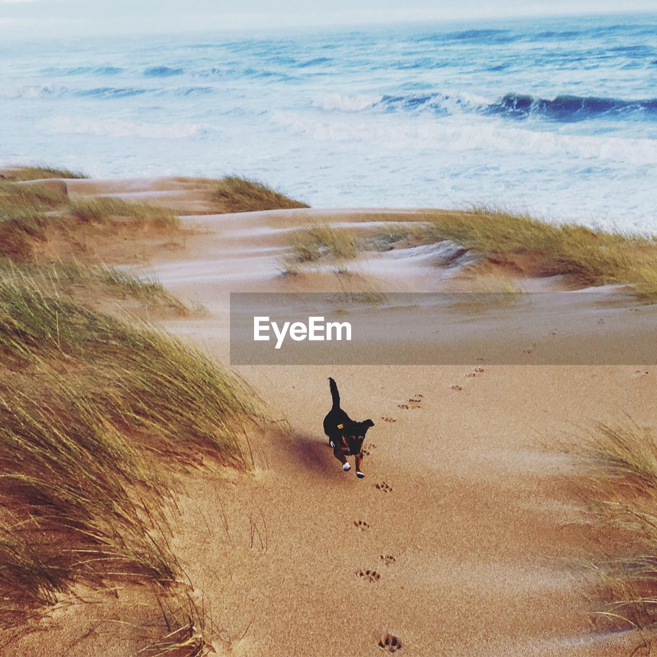 High angle view of dog running at beach