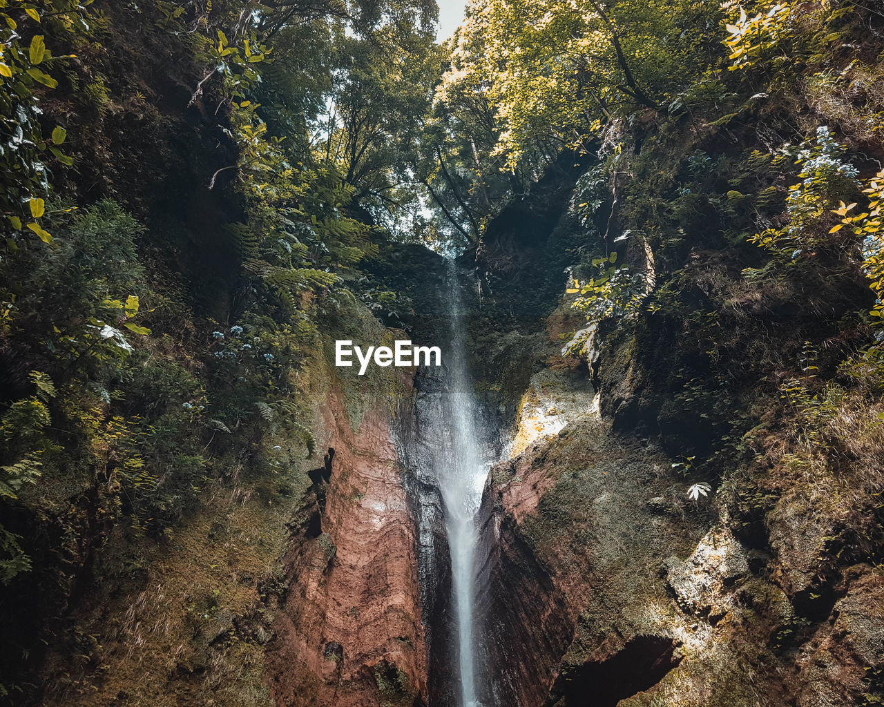 Scenic view of waterfall in forest