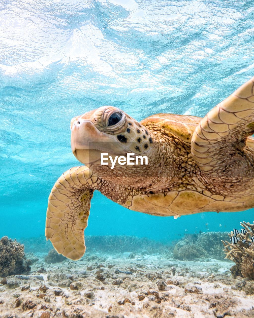 CLOSE-UP OF TURTLE SWIMMING