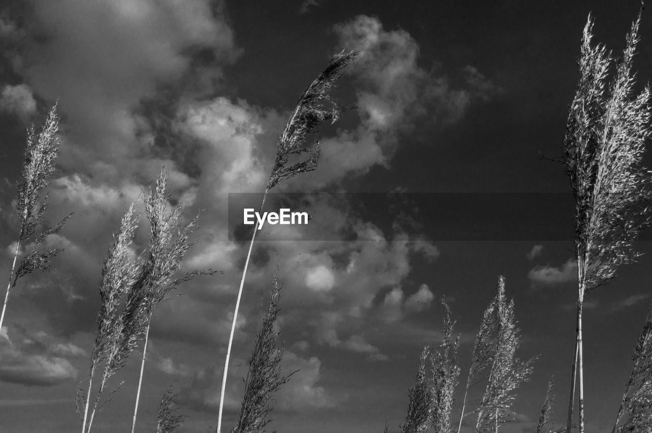 Low angle view of trees against sky