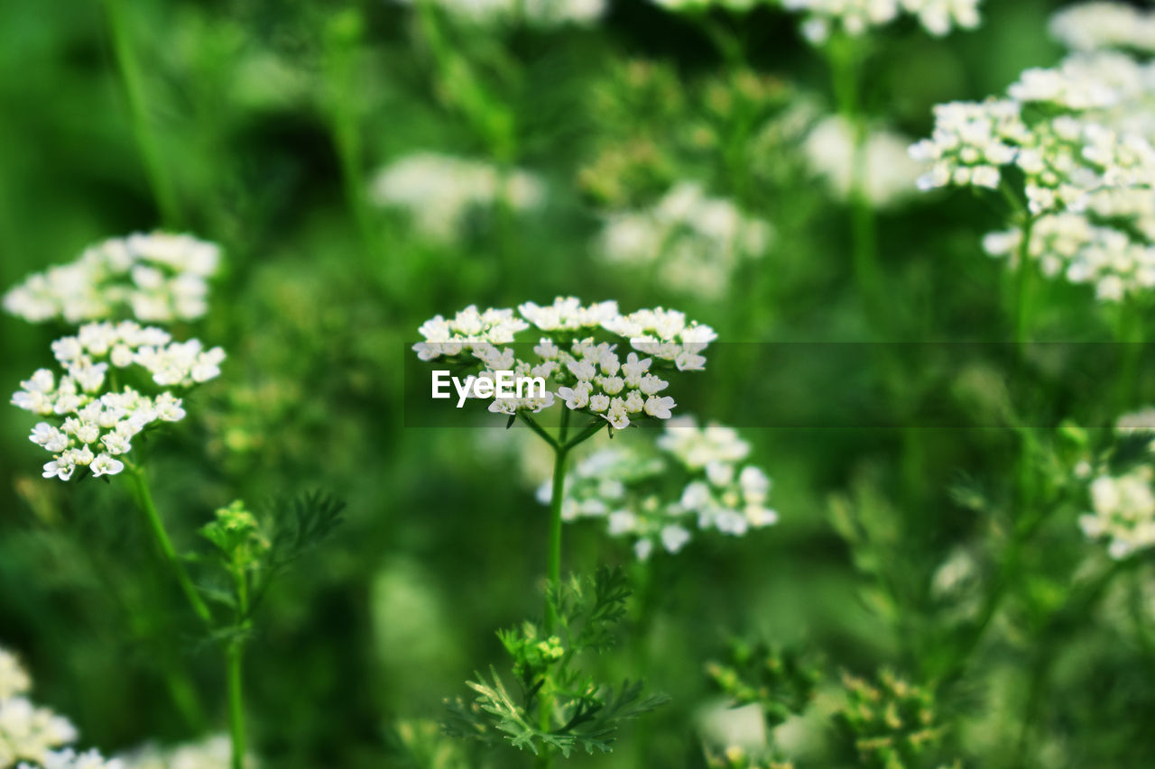 Close-up of white flowering plants on field