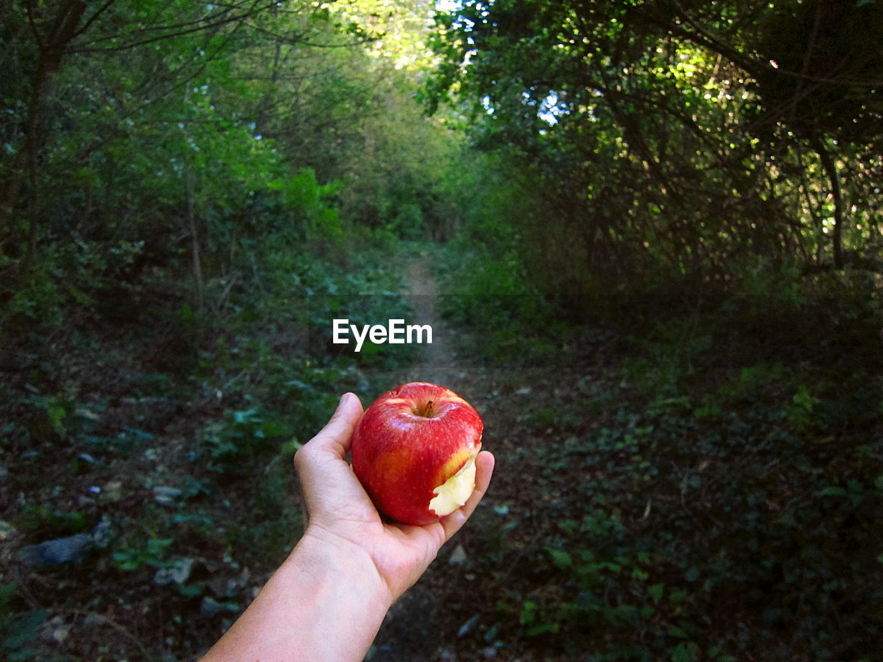 Image of hand holding red bitten  apple against trees