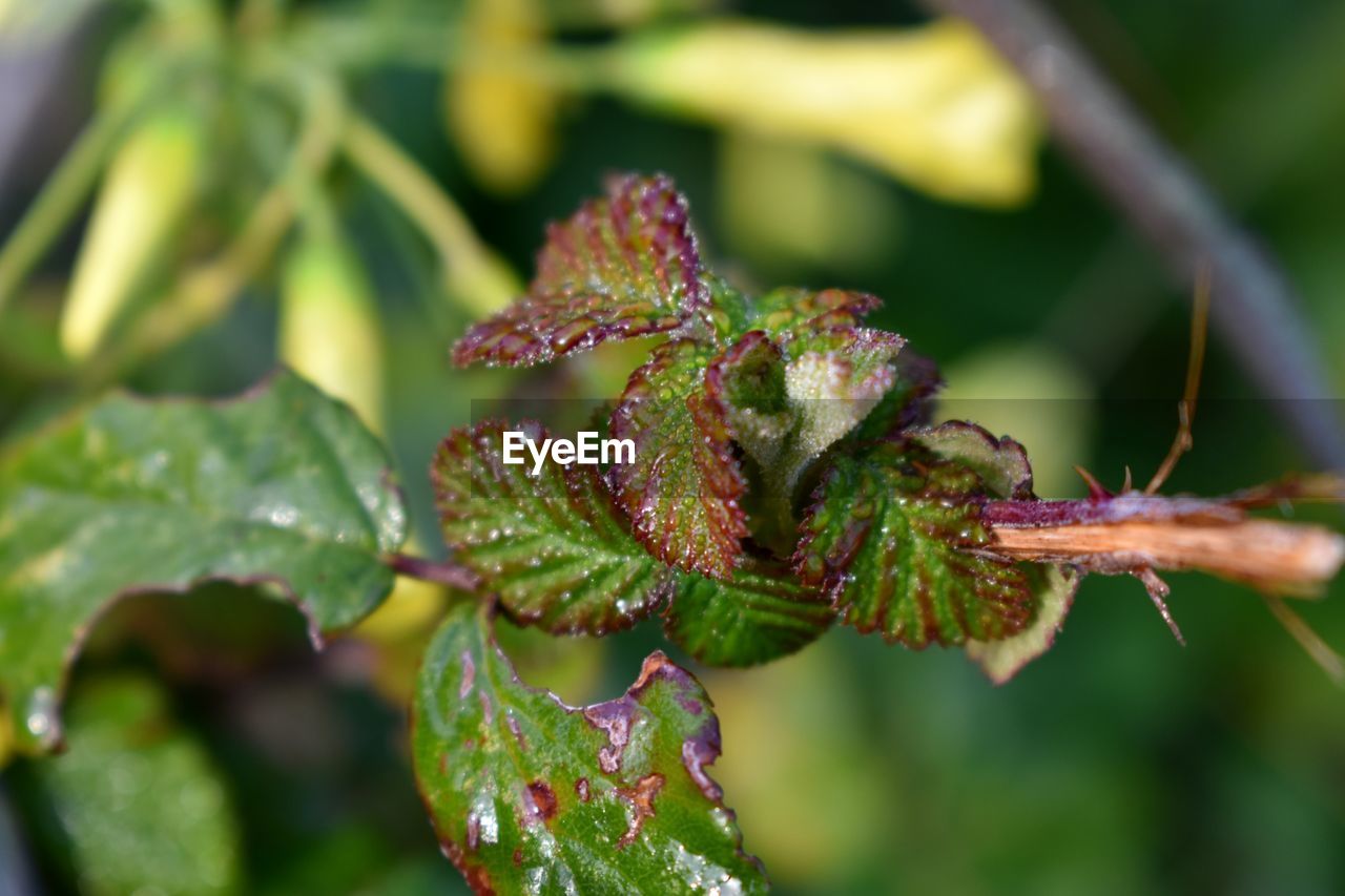 CLOSE-UP OF FRESH GREEN PLANT WITH LEAVES