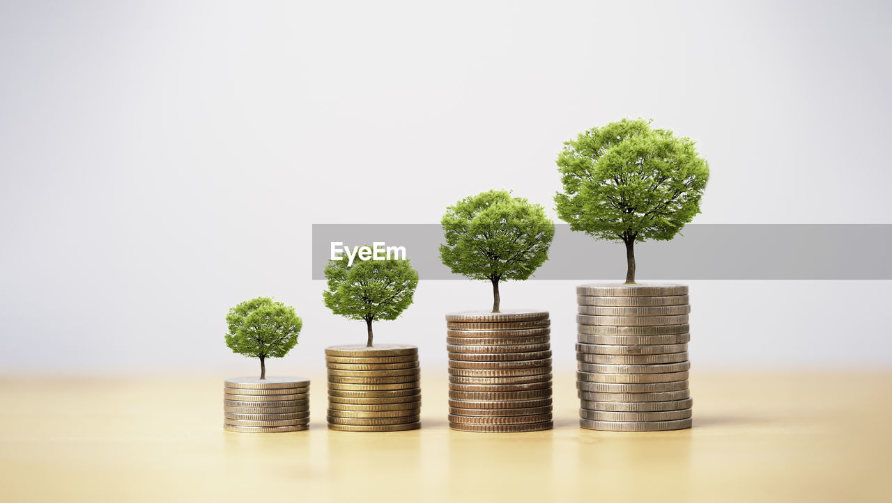 close-up of potted plant on table against white background