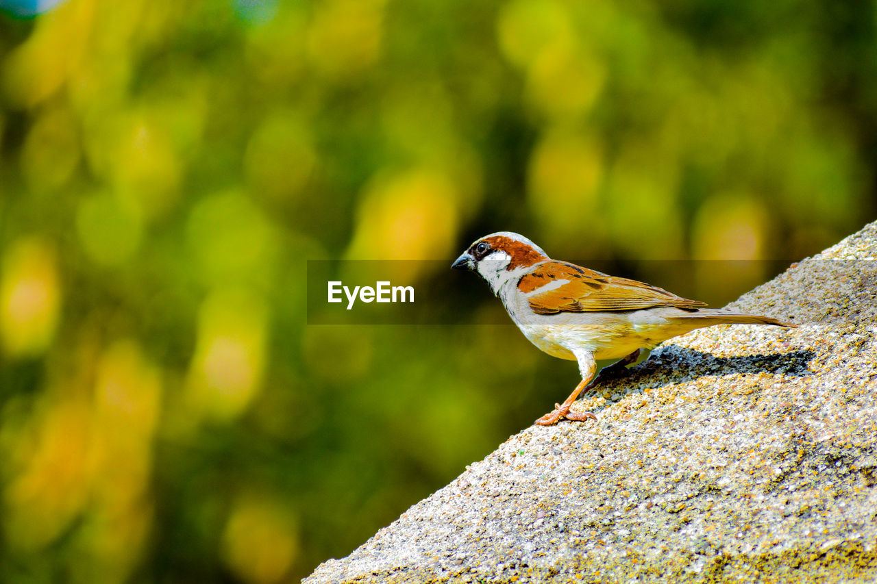 Close-up of indian sparrow perching on rock