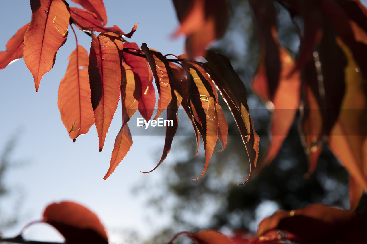 CLOSE-UP OF AUTUMNAL LEAVES ON TREE