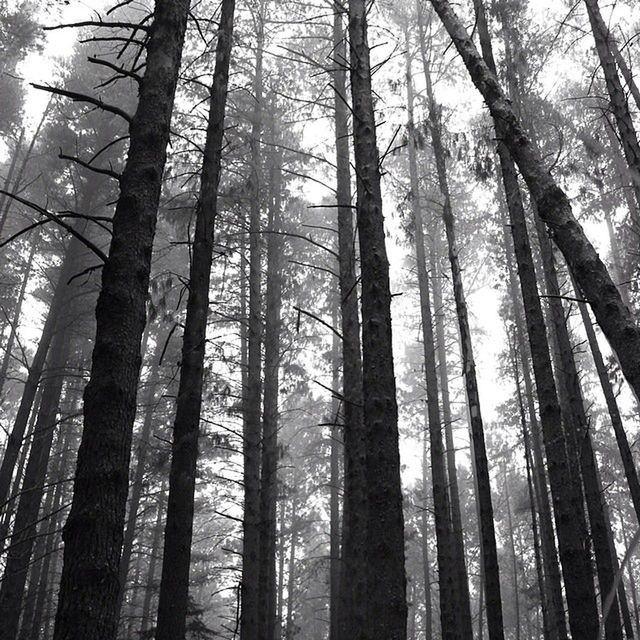 LOW ANGLE VIEW OF TREES IN FOREST