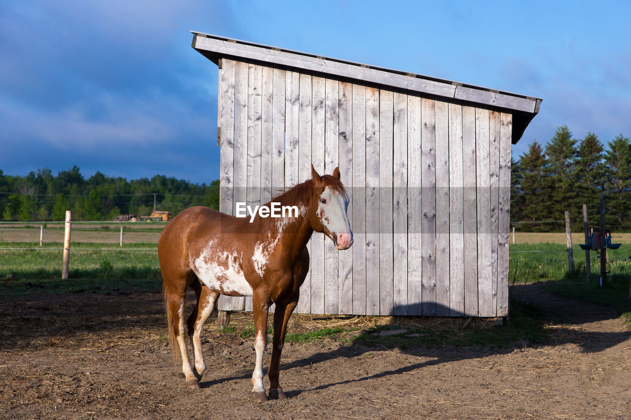 Beautiful brown horse with sabino markings standing next to shed in enclosure during sunny morning