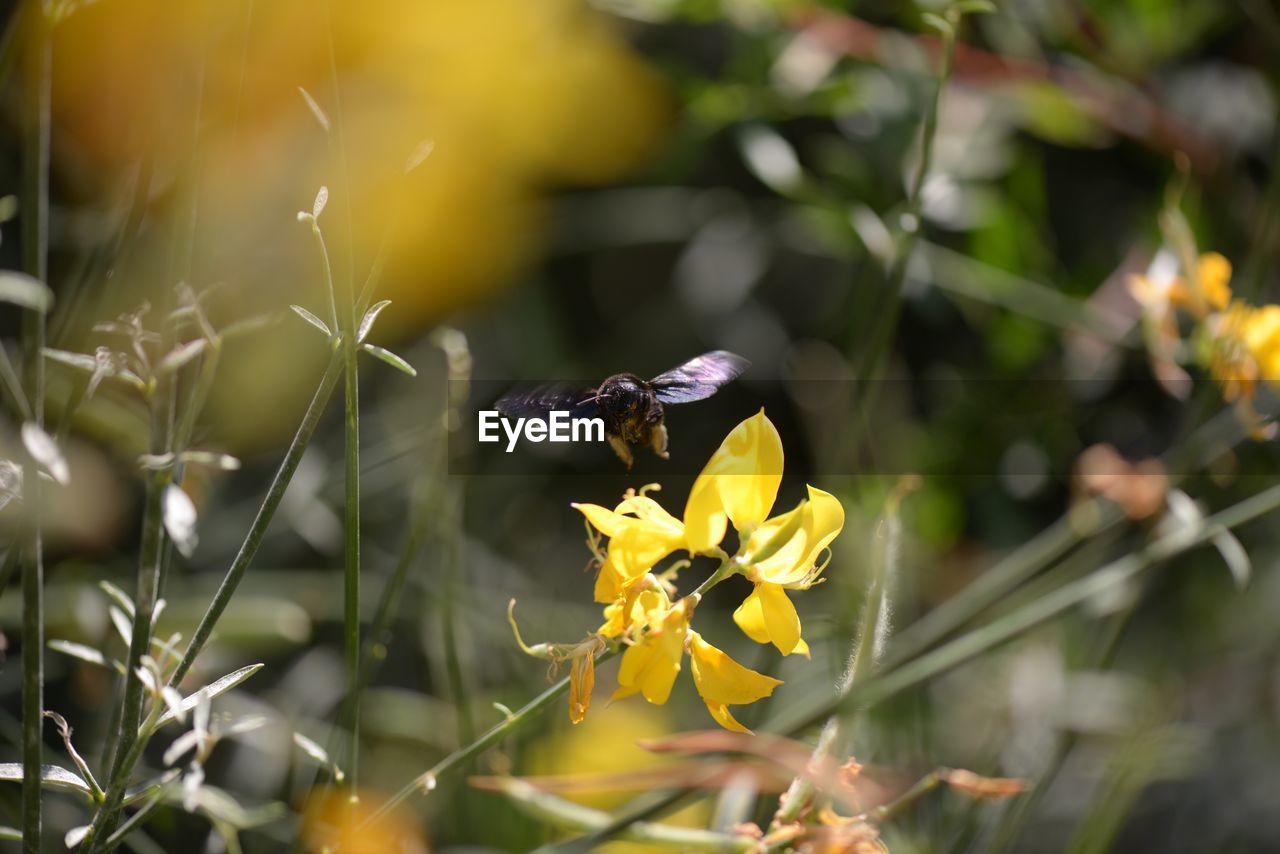 CLOSE-UP OF INSECT POLLINATING YELLOW FLOWER