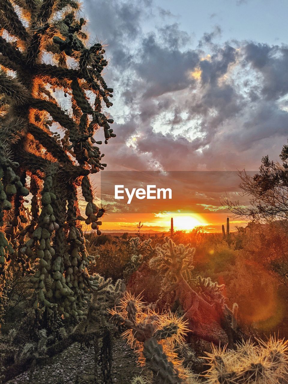 SCENIC VIEW OF FIELD AGAINST SKY DURING SUNSET