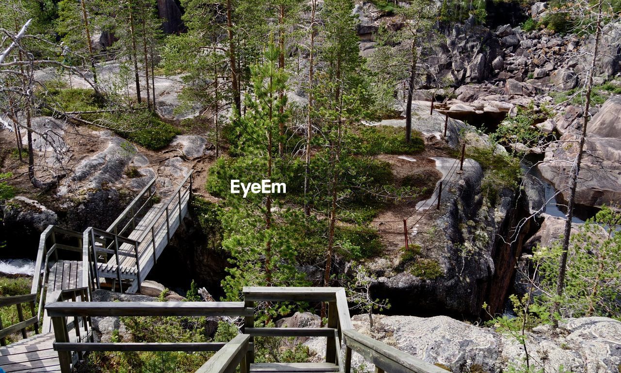 TREES AND ROCKS IN FOREST