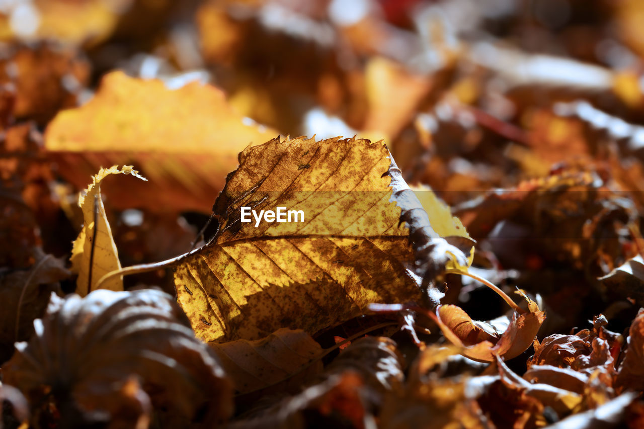 Close-up of dry leaves in autumn