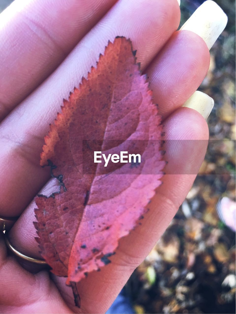 Close-up of hand holding leaf