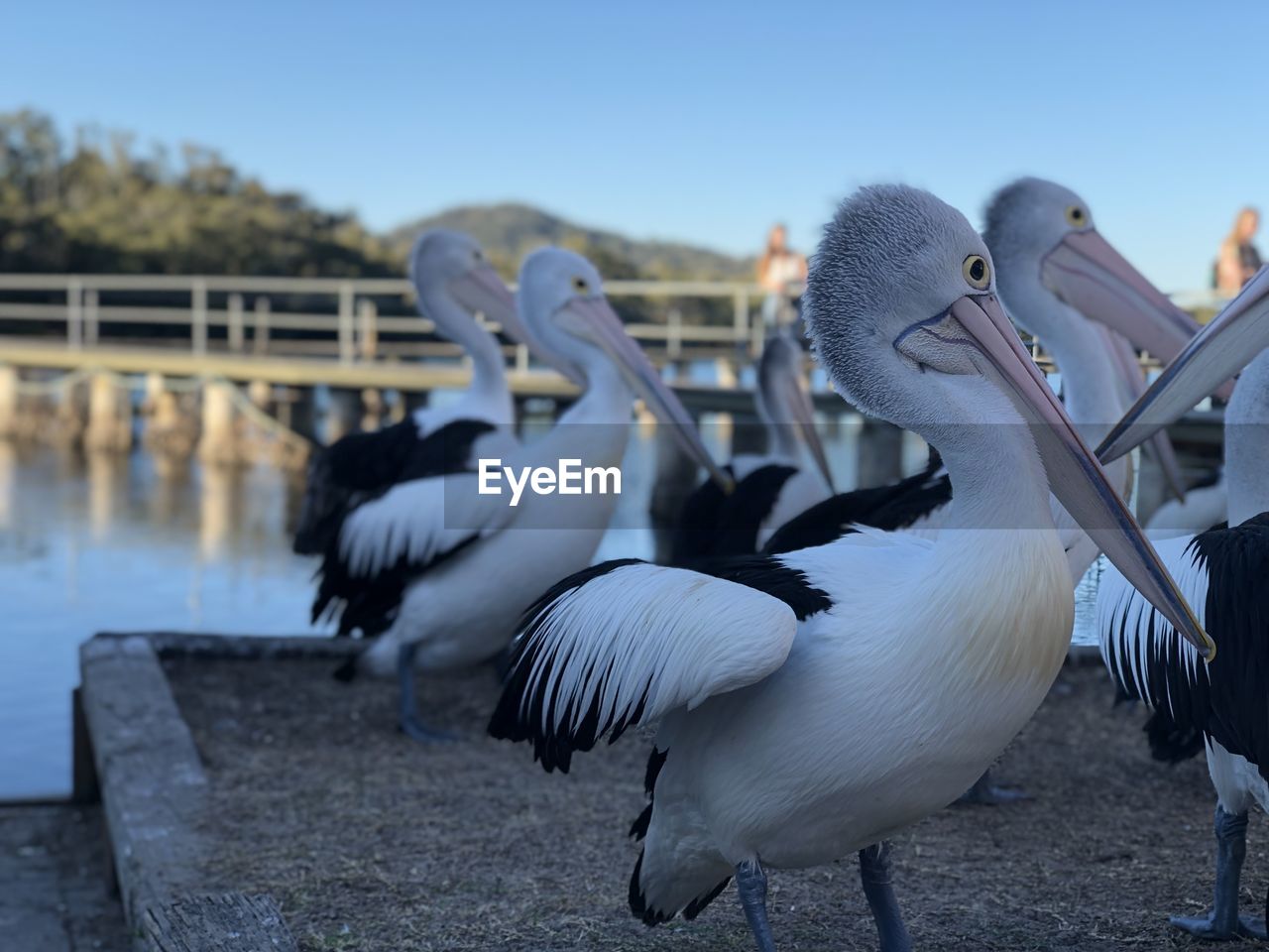 CLOSE-UP OF PELICAN ON RAILING