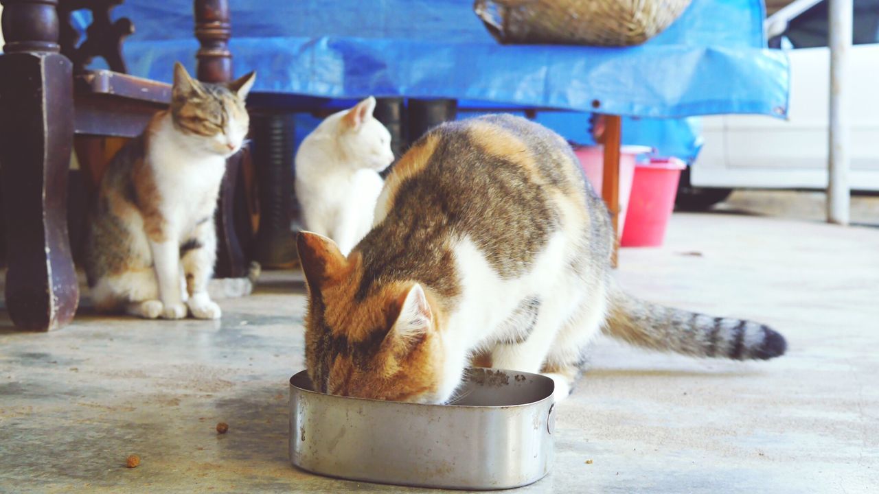 CATS SITTING IN KITCHEN