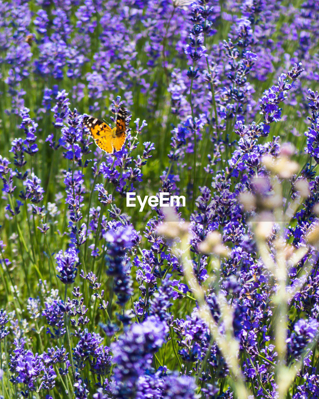 Close-up of butterfly on purple flowering plants