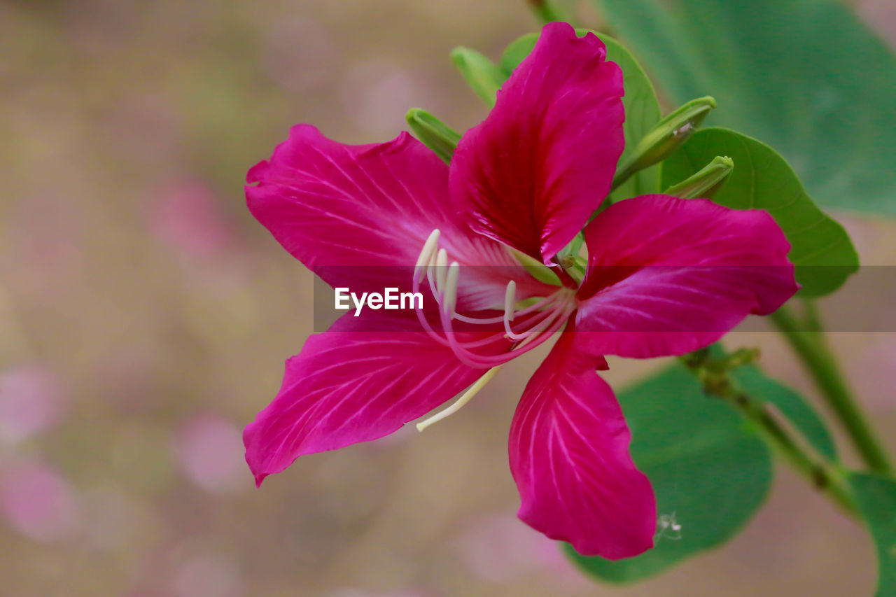 Close-up of pink flower