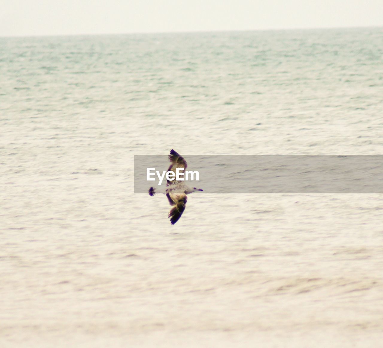 BIRD SWIMMING IN SEA