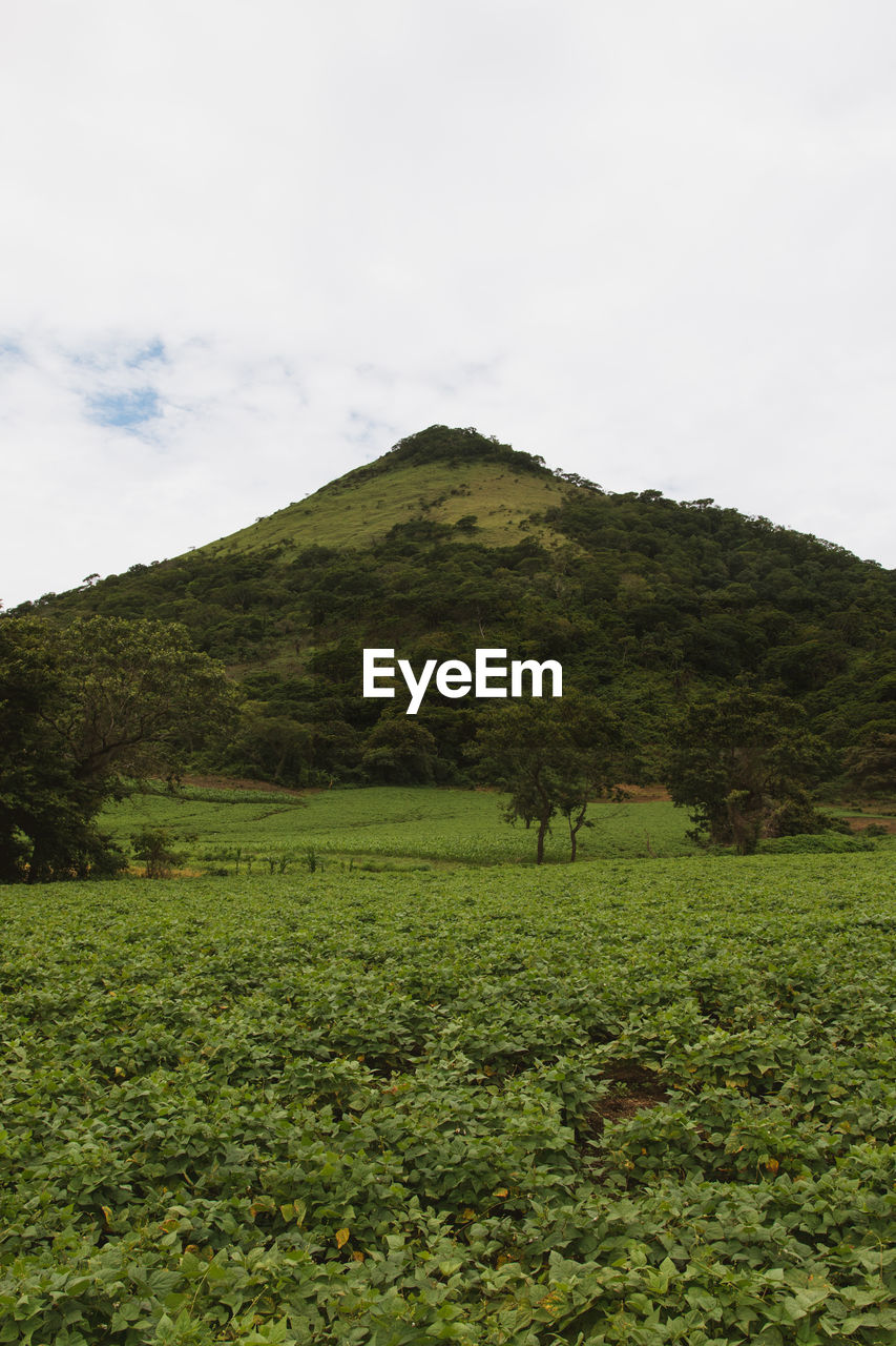 Scenic view of field and mountains against sky