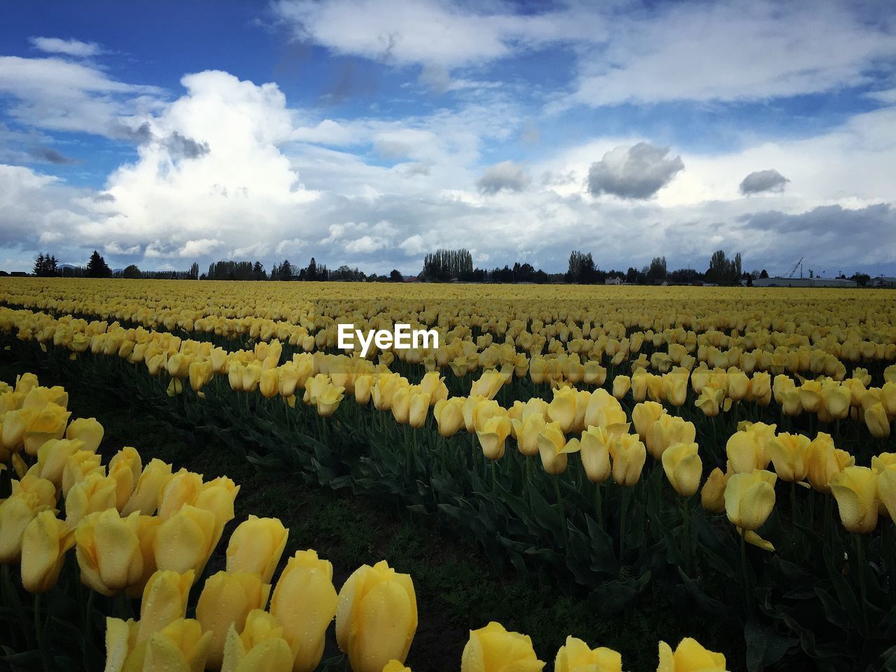 Scenic view of yellow tulip plantation against sky